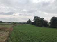 Němčice nad Hanou – Obnova porostu biokoridoru 